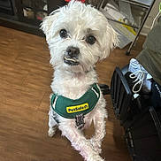 Busta is registered to the contest to win money with this photo: animal, canine, cute, dog, domestic_animal, ears, eyes, floor, furniture, harness, household, indoor, legs, looking_up, nose, pet, petsafe, small_dog, white_dog, wooden_floor
