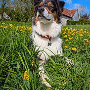 Umber participe au concours pour gagner de l'argent avec cette photo : dog, animal, grass, flower, dandelion, outdoor, nature, blue_sky, sky, house, pet, collar, fur, portrait, summer, field, canine, resting, greenery, sunlight