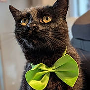 Timouss participe au concours pour gagner de l'argent avec cette photo : cat, black_cat, bow_tie, pet, animal, feline, indoor, portrait, yellow_eyes, close_up, cute, domestic_cat, whiskers, fur, mammal, looking_away, sitting, collar, green_bow_tie, focused