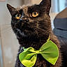 cat, black_cat, bow_tie, pet, animal, feline, indoor, portrait, yellow_eyes, close_up, cute, domestic_cat, whiskers, fur, mammal, looking_away, sitting, collar, green_bow_tie, focused