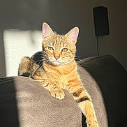 Aïko participe au concours pour gagner de l'argent avec cette photo : cat, tabby, sunlight, couch, furniture, relaxed, indoor, pet, animal, feline, whiskers, paw, orange, striped, domestic_cat, laying, shadow, cozy, home, resting