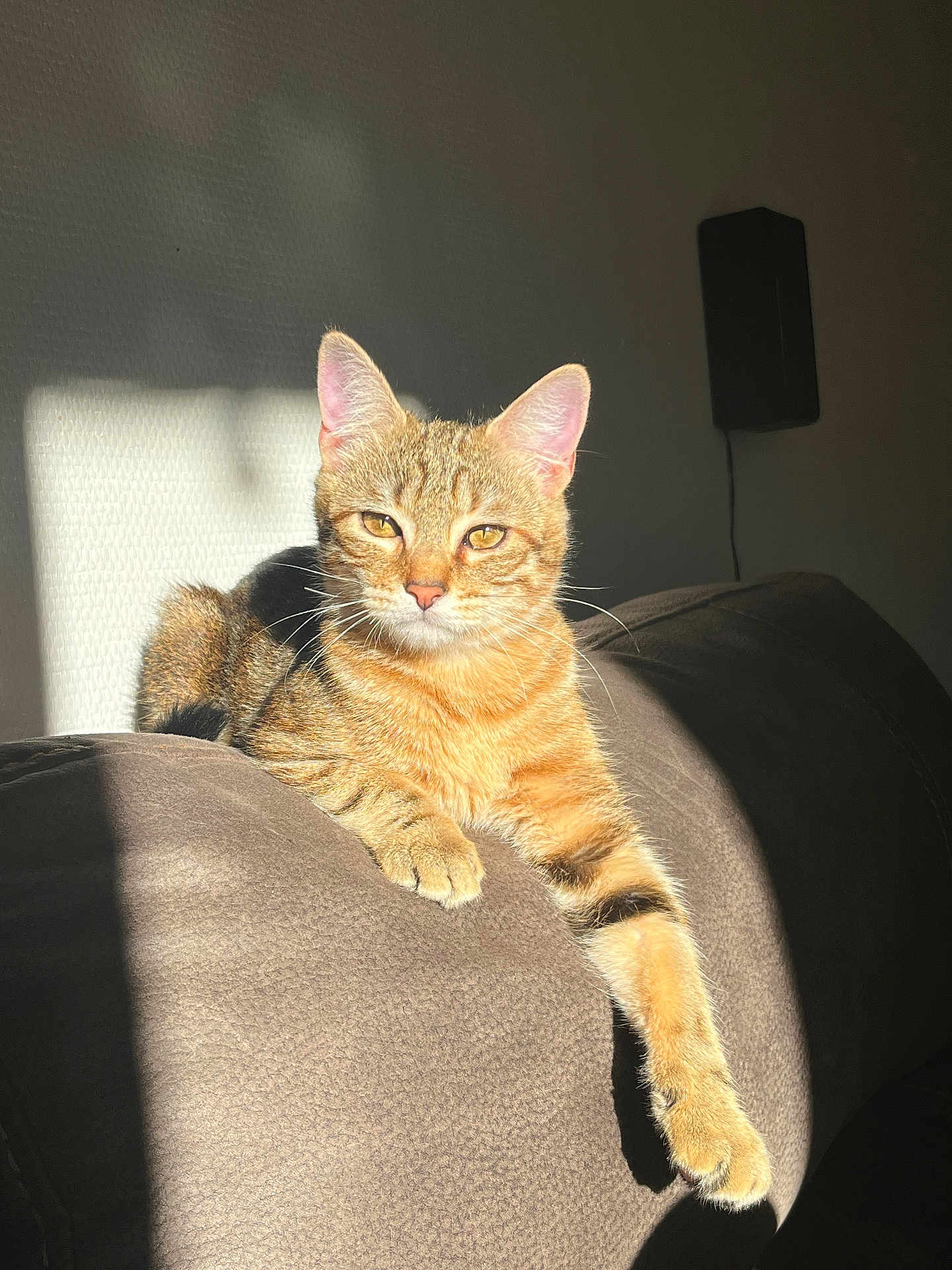 Aïko participe au concours pour gagner de l'argent avec cette photo : cat, tabby, sunlight, couch, furniture, relaxed, indoor, pet, animal, feline, whiskers, paw, orange, striped, domestic_cat, laying, shadow, cozy, home, resting