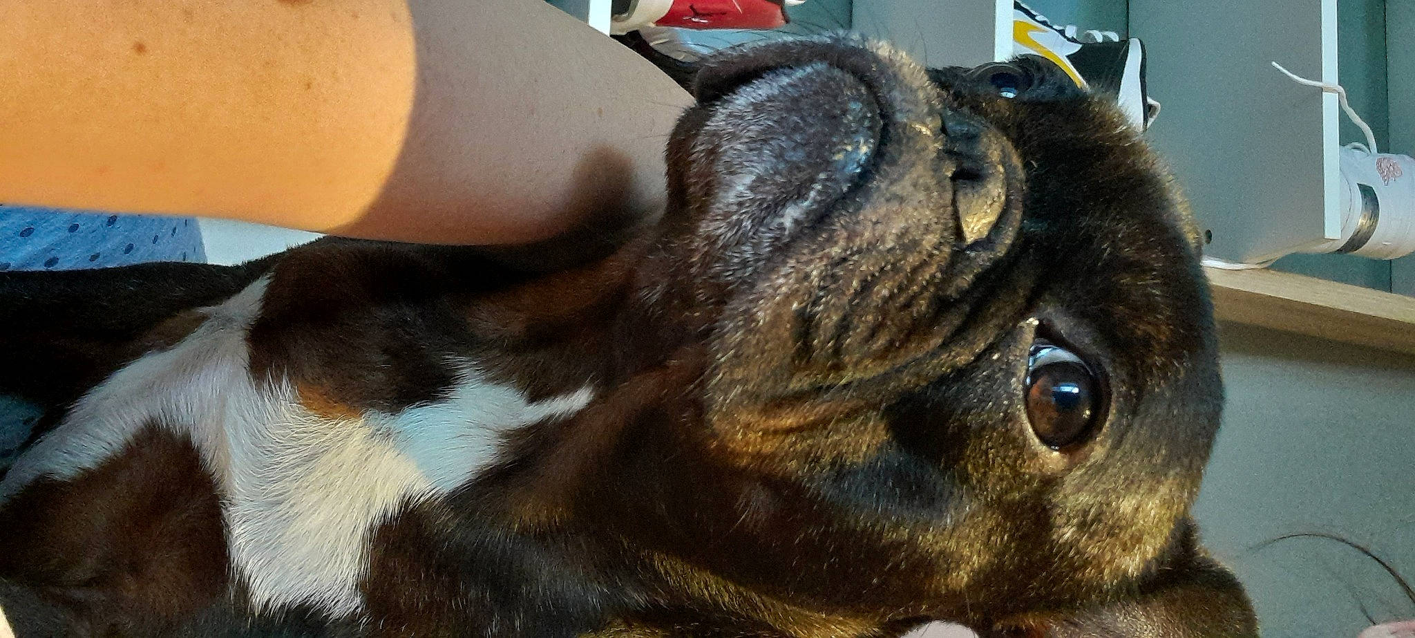 Bella a rejoint le concours — aidez-le/la à gagner de superbes lots ! carnivore, cat, claw, dog_breed, domestic_short_haired_cat, ear, fawn, felidae, fur, human_leg, liver, paw, small_to_medium_sized_cats, snout, sporting_group, tail, terrestrial_animal, whiskers