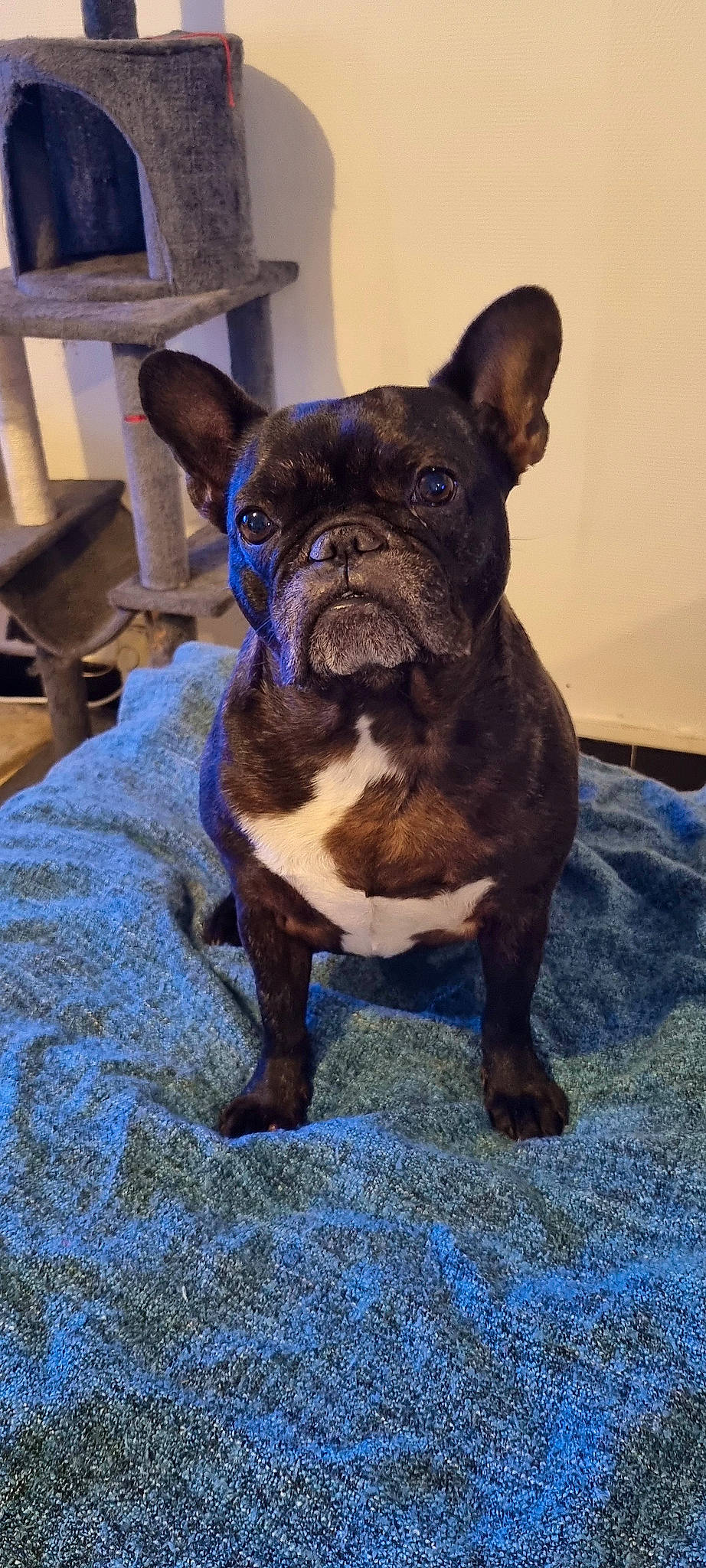 Bella a rejoint le concours — aidez-le/la à gagner de superbes lots ! blue, bulldog, canidae, carnivore, companion_dog, dog, dog_breed, dog_collar, ear, electric_blue, fawn, french_bulldog, molosser, snout, sporting_group, terrestrial_animal, toy_dog, whiskers, working_animal, wrinkle