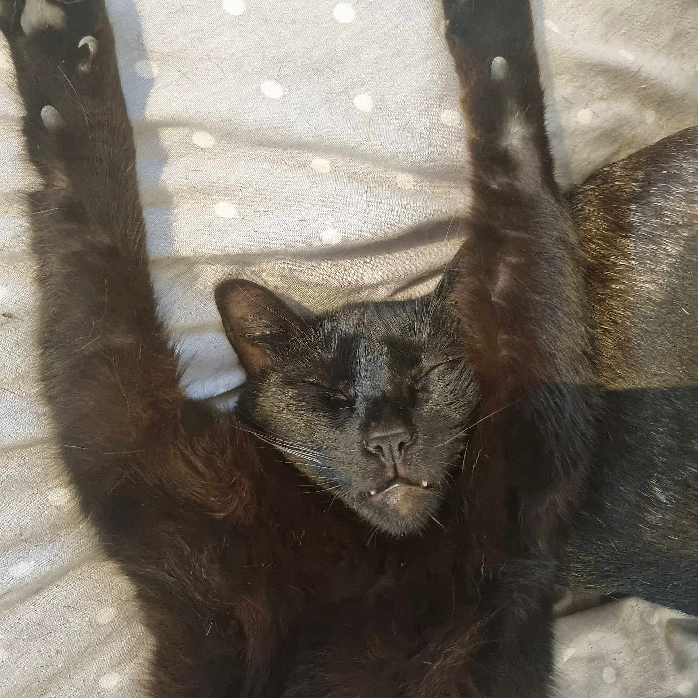 Plumo participe au concours pour gagner de l'argent avec cette photo : abyssinian, animal, bed, blackcat, blanket, bodypart, cat, chair, couch, electronics, furniture, hardware, kitten, manx, mouth, person, pet, siamese, sleeping, wood