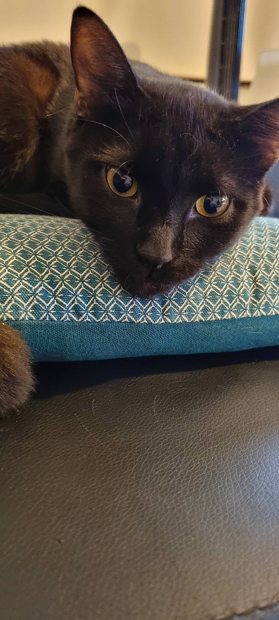 Plumo participe au concours pour gagner de l'argent avec cette photo : black_cat, bombay, carnivore, cat, cat_furniture, cat_supply, chartreux, claw, comfort, domestic_short_haired_cat, electric_blue, felidae, flooring, fur, havana_brown, korat, pattern, small_to_medium_sized_cats, terrestrial_animal, whiskers