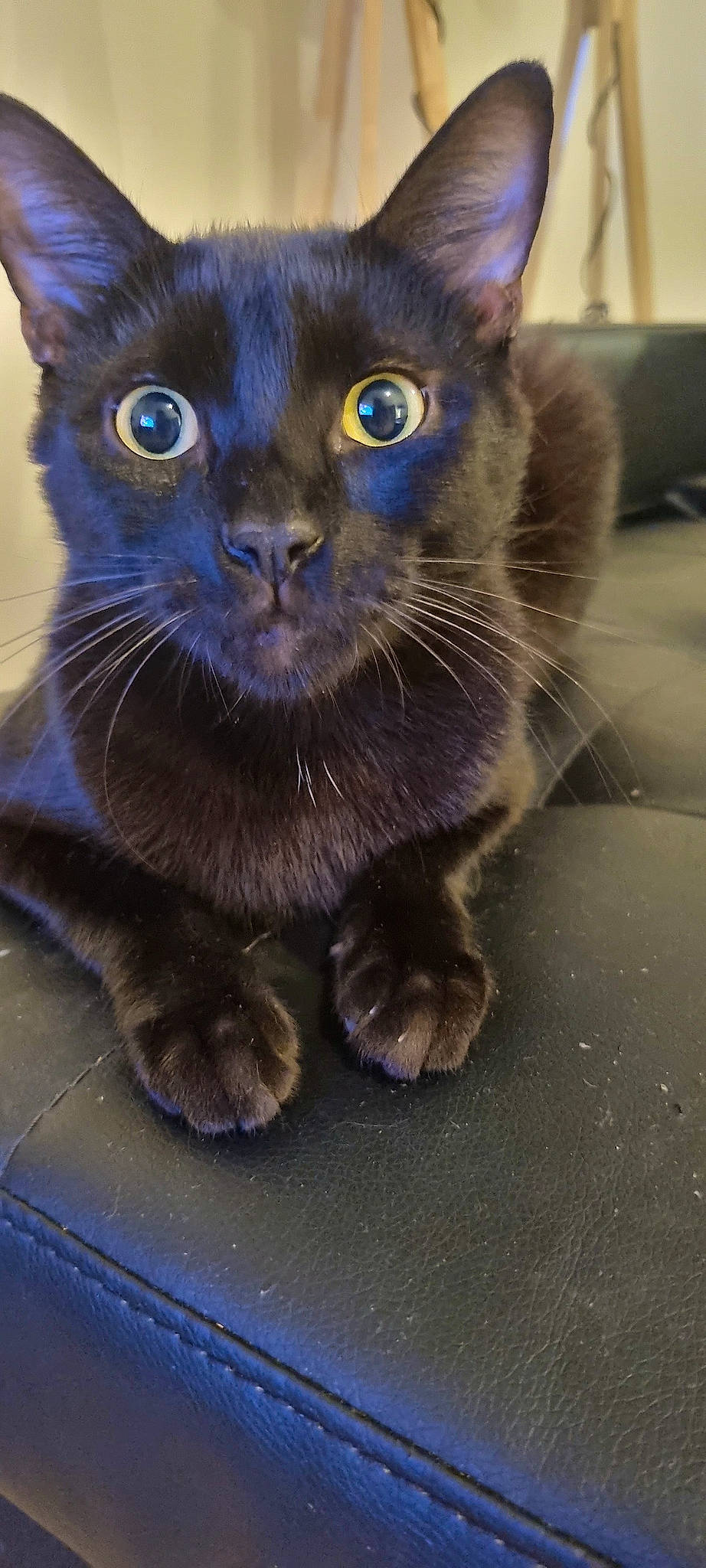 Plumo a rejoint le concours — aidez-le/la à gagner de superbes lots ! carnivore, cat, domestic_short_haired_cat, electric_blue, eye, felidae, fur, grey, head, iris, small_to_medium_sized_cats, snout, terrestrial_animal, whiskers