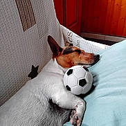 Reine Mahieu participe au concours pour gagner de l'argent avec cette photo : dog, sleeping, couch, toy, soccer_ball, indoor, resting, pet, white_fur, brown_fur, paw, cozy, wooden_wall, cushion, relaxed, animal, companion, napping, domestic, cute