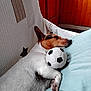 dog, sleeping, couch, toy, soccer_ball, indoor, resting, pet, white_fur, brown_fur, paw, cozy, wooden_wall, cushion, relaxed, animal, companion, napping, domestic, cute