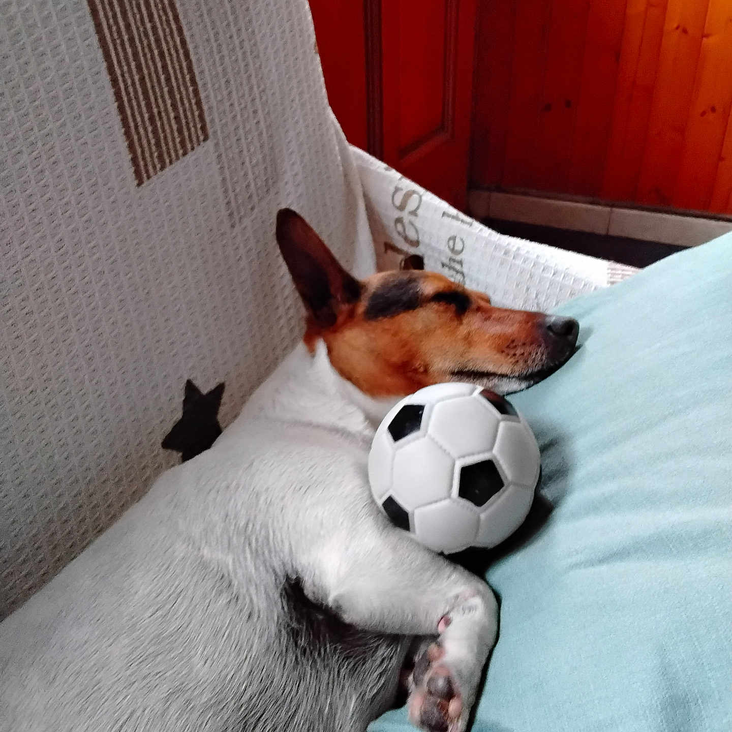 Reine Mahieu participe au concours pour gagner de l'argent avec cette photo : animal, brown_fur, companion, couch, cozy, cushion, cute, dog, domestic, indoor, napping, paw, pet, relaxed, resting, sleeping, soccer_ball, toy, white_fur, wooden_wall