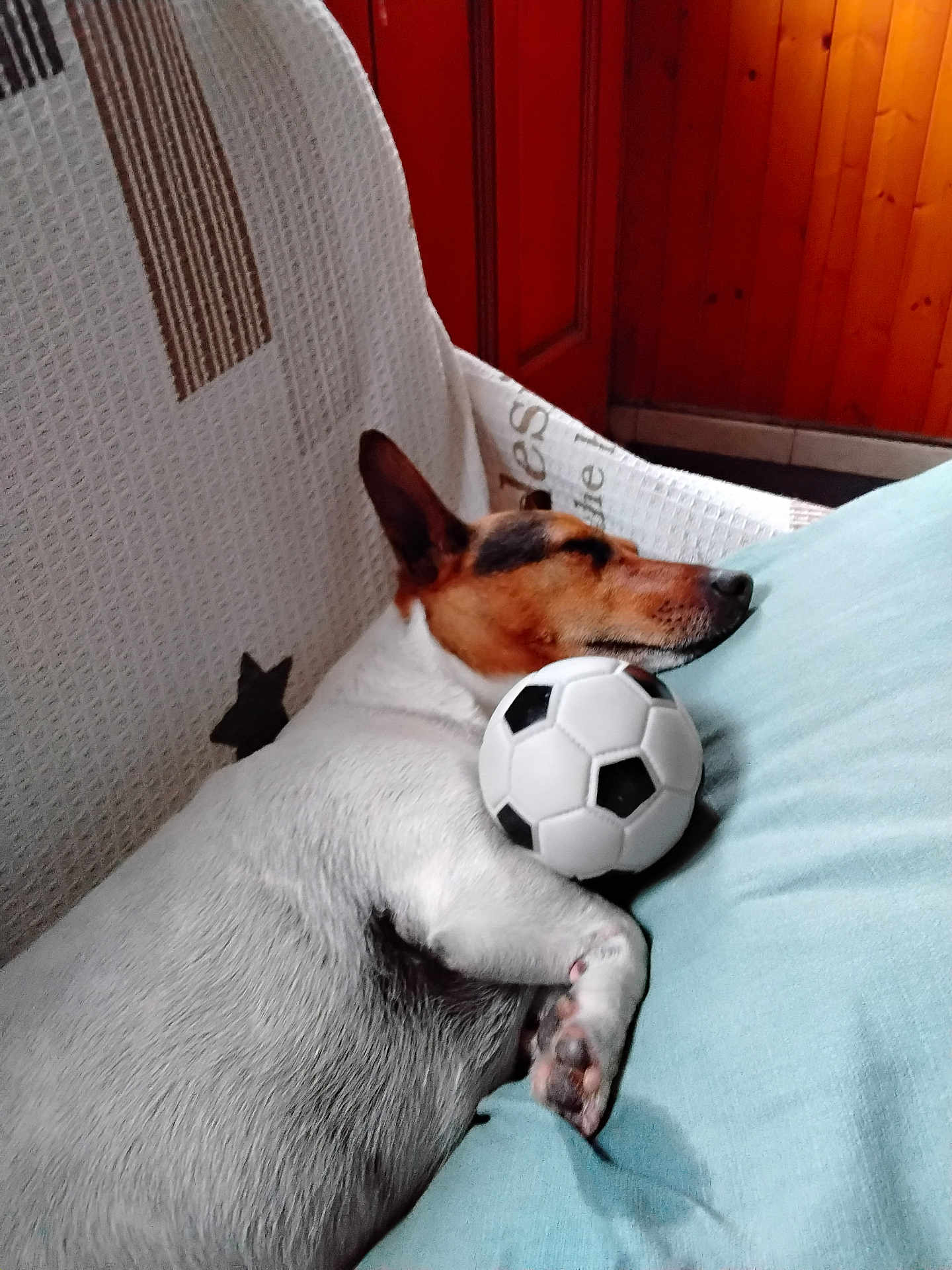 Reine Mahieu participe au concours pour gagner de l'argent avec cette photo : dog, sleeping, couch, toy, soccer_ball, indoor, resting, pet, white_fur, brown_fur, paw, cozy, wooden_wall, cushion, relaxed, animal, companion, napping, domestic, cute