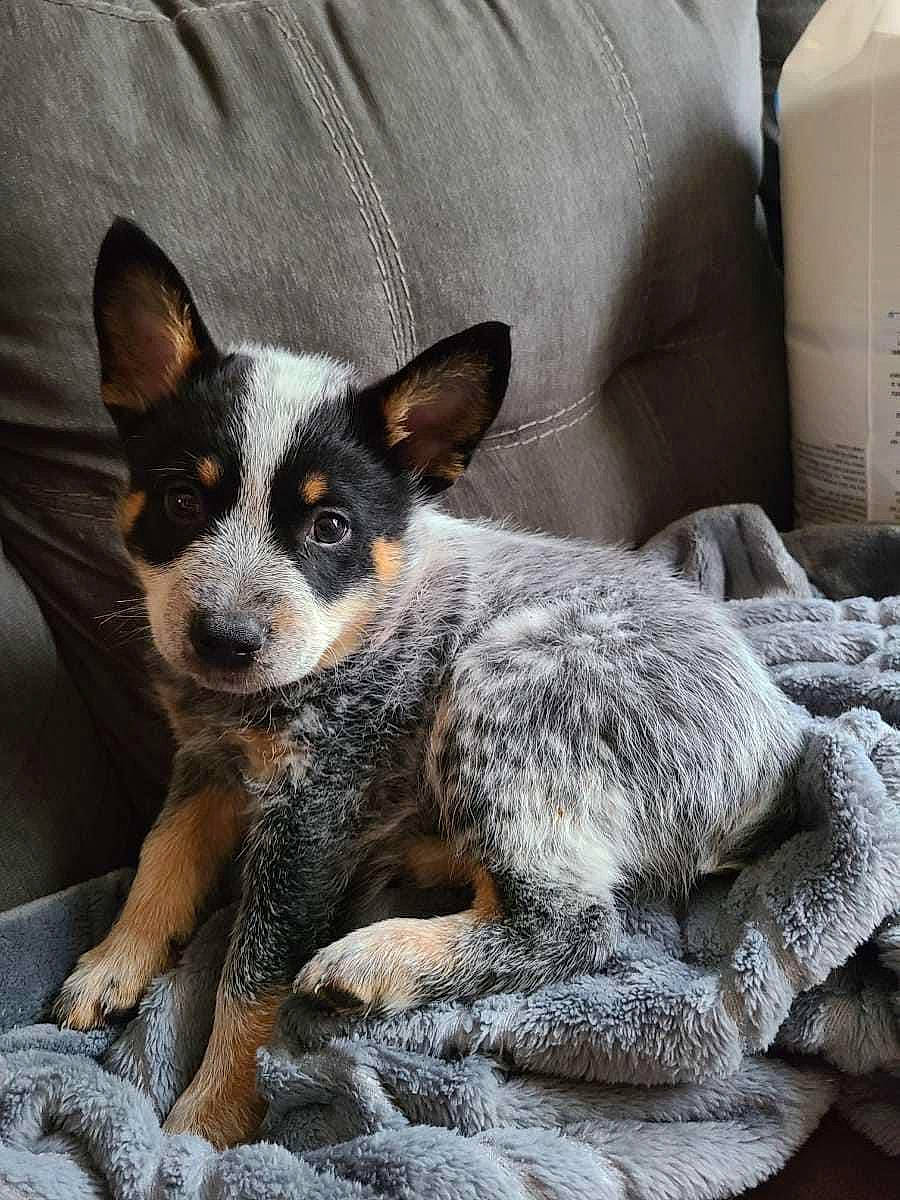 Ripley joined the competition — help win amazing prizes! bored, box, canidae, carnivore, carton, comfort, companion_dog, couch, dog, dog_breed, fur, grey, packaging_and_labeling, paper_towel, shipping_box, sporting_group, terrestrial_animal, texas_heeler, whiskers, working_animal