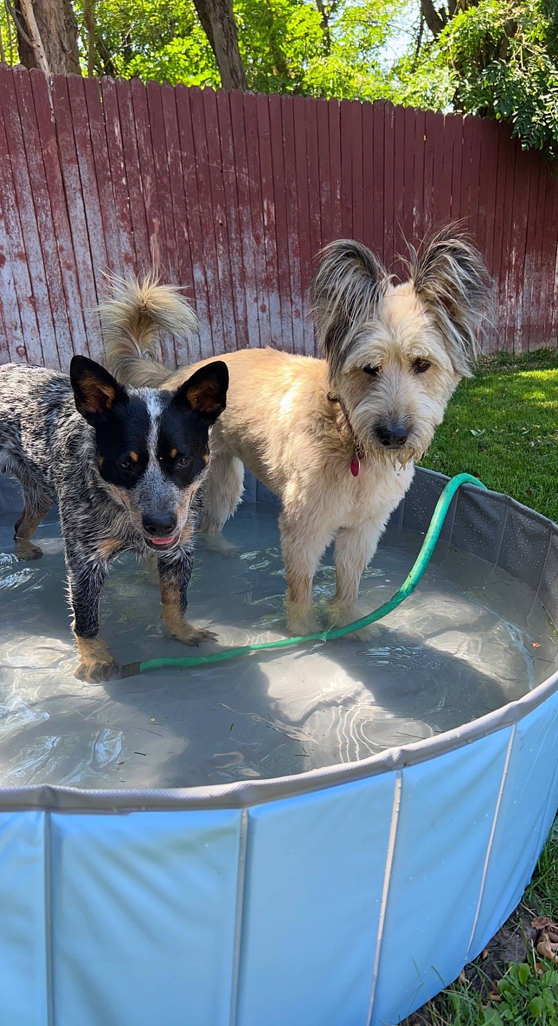 Ripley is registered to the contest to win money with this photo: canidae, carnivore, companion_dog, dog, dog_breed, dog_supply, fawn, grass, pet_supply, plant, small_terrier, sporting_group, tail, terrier, texas_heeler, toy_dog, water, working_animal