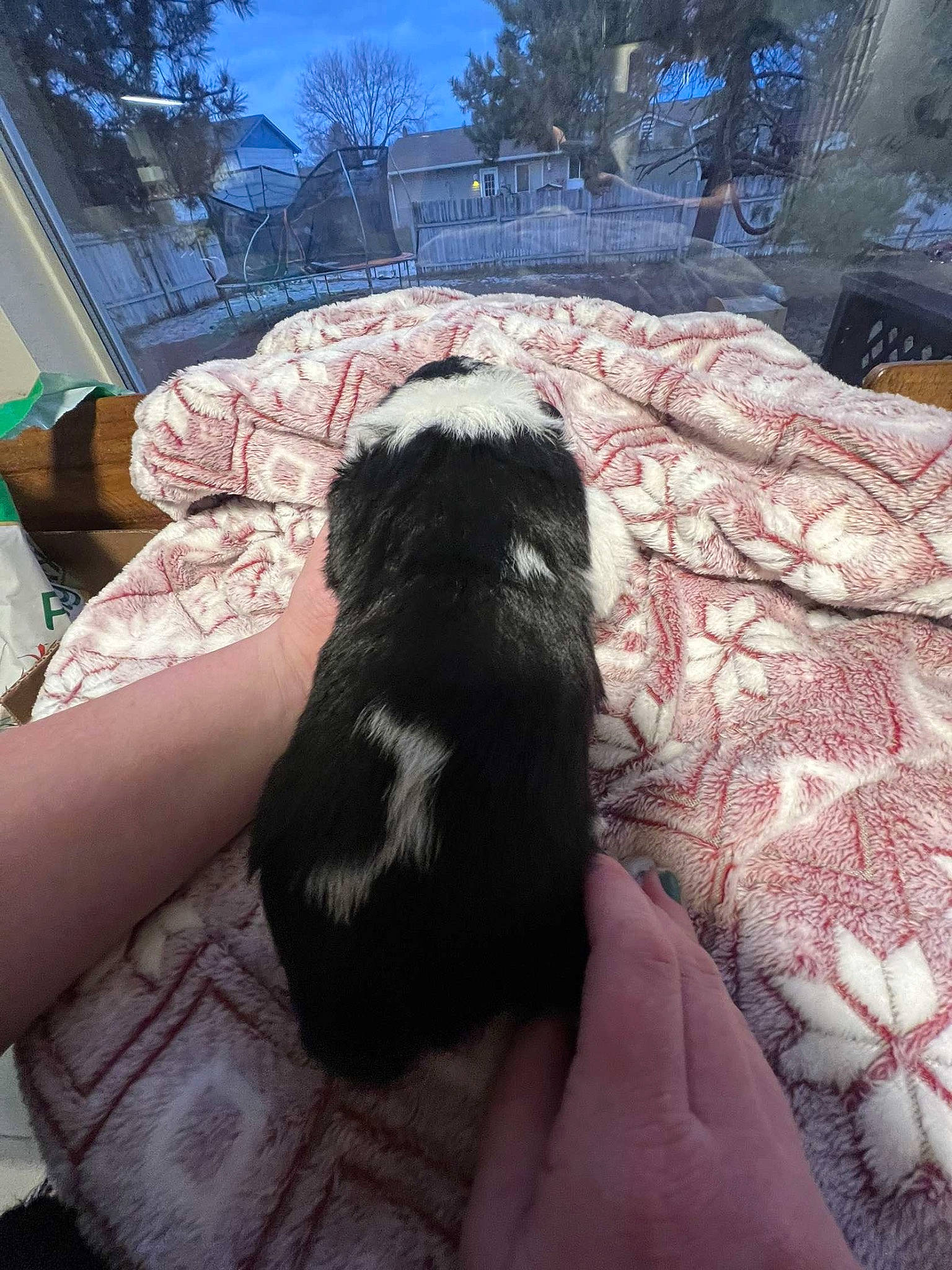 Tilly is registered to the contest to win money with this photo: canidae, carnivore, comfort, companion_dog, dog, dog_breed, felidae, fur, grass, human_leg, non_sporting_group, sitting, sky, snout, sporting_group, tail, terrier, tints_and_shades, toy_dog, tree