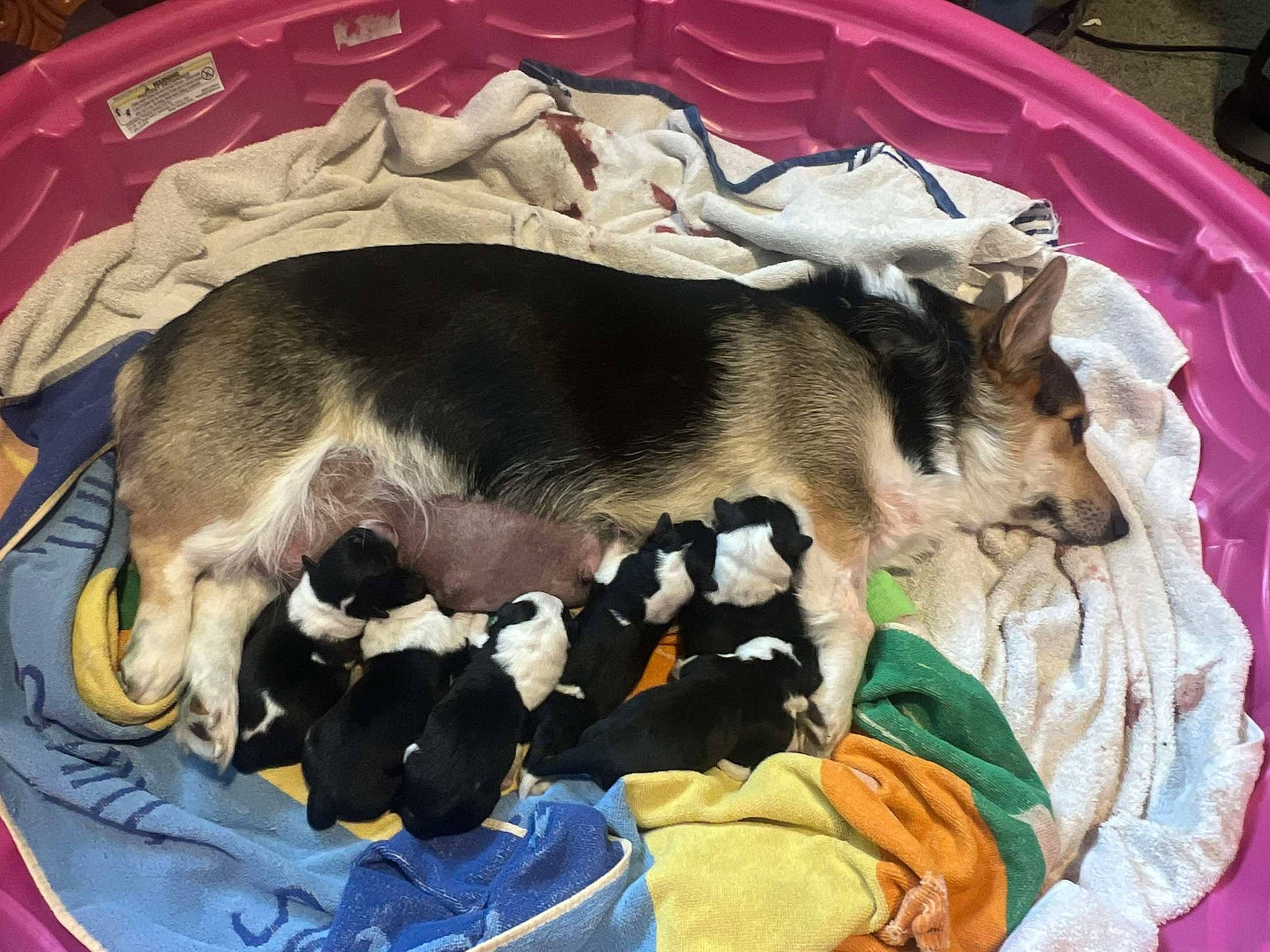 Tilly joined the competition — help win amazing prizes! canidae, carnivore, collar, comfort, companion_dog, dog, dog_breed, dog_supply, fawn, fur, guard_dog, linens, nap, non_sporting_group, pet_supply, snout, sporting_group, tail, toy_dog, working_animal