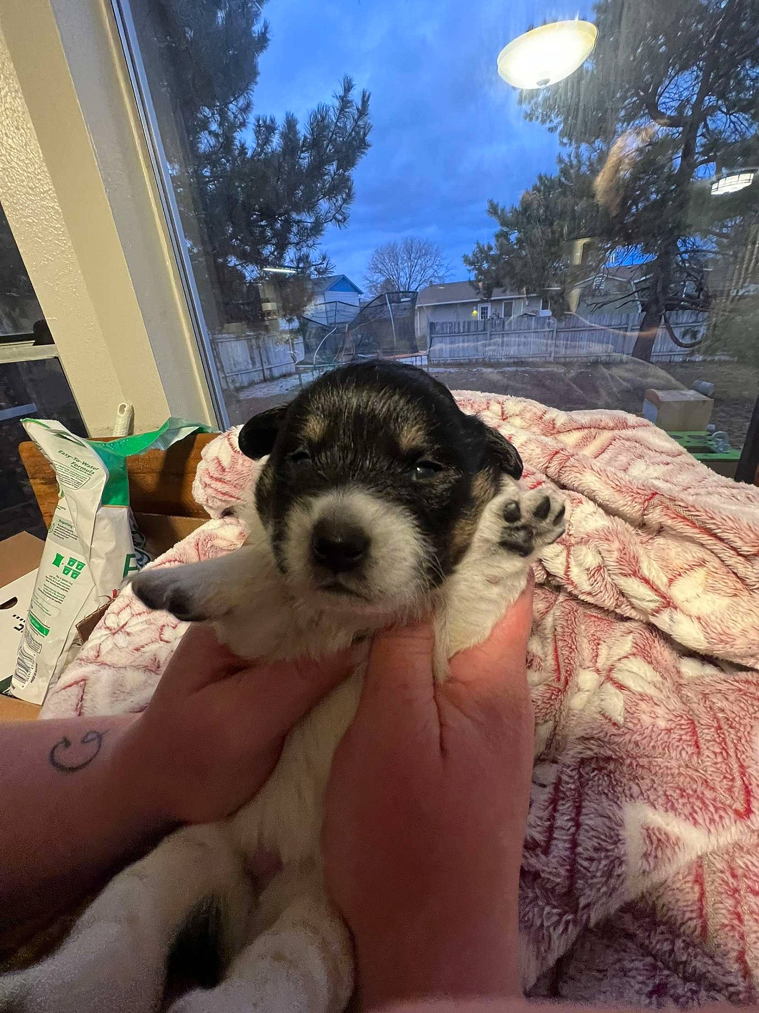 Tilly joined the competition — help win amazing prizes! carnivore, cloud, companion_dog, dog, dog_breed, fun, fur, herding_dog, leisure, light_fixture, paw, puppy, sky, sporting_group, street_light, tree, vacation, working_animal, working_dog, world