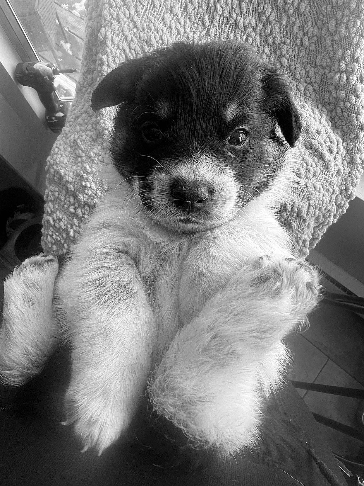 Tilly is registered to the contest to win money with this photo: bored, canidae, carnivore, companion_dog, dog, dog_breed, fur, irishjacks, monochrome, monochrome_photography, non_sporting_group, paw, puppy, sporting_group, style, terrestrial_animal, terrier, toy_dog, whiskers, working_animal