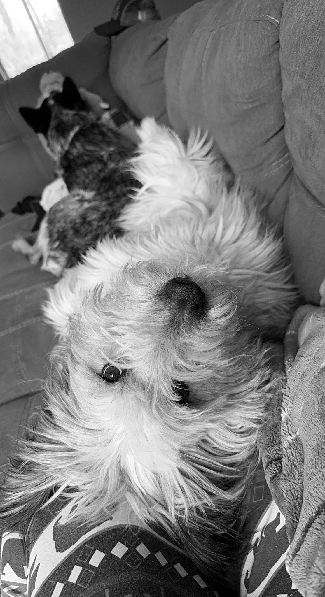 Kita is registered to the contest to win money with this photo: biewer_terrier, black, canidae, carnivore, companion_dog, dog, dog_breed, fur, monochrome, monochrome_photography, small_terrier, snout, sporting_group, style, terrier, toy_dog, whiskers, white, working_animal, yorkipoo