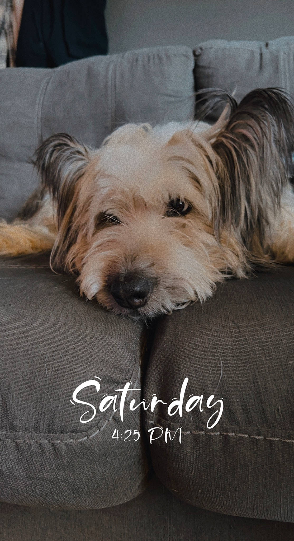 Kita joined the competition — help win amazing prizes! biewer_terrier, canidae, carnivore, companion_dog, dog, dog_breed, dog_supply, fur, liver, maltepoo, non_sporting_group, photo_caption, puppy, small_terrier, snout, sporting_group, terrier, toy_dog, working_animal, yorkipoo