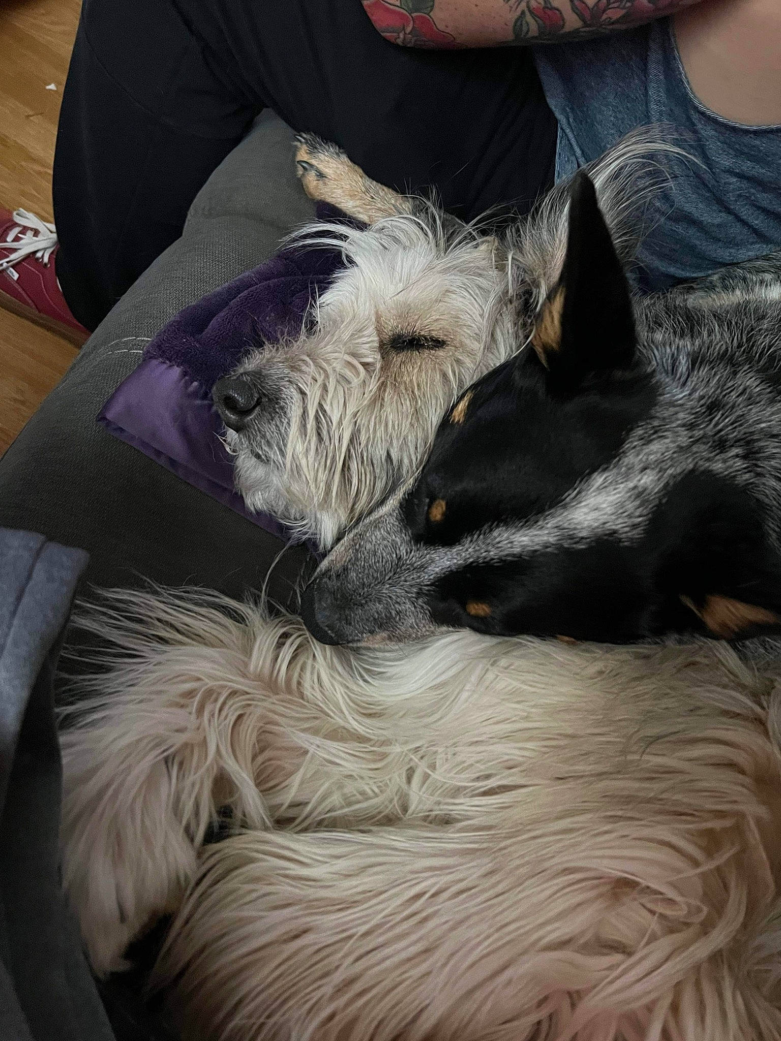 Kita joined the competition — help win amazing prizes! canidae, carnivore, comfort, companion_dog, dog, dog_breed, ear, felidae, fur, nap, non_sporting_group, schnauzer, small_terrier, small_to_medium_sized_cats, snout, sporting_group, terrier, toy_dog, whiskers, working_animal