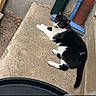 Perle participe au concours pour gagner de l'argent avec cette photo : cat, black_and_white_cat, concrete, step, broom, green_mesh, water_bottle, can, outdoor, pet, animal, relaxing, resting, sidewalk, household_items, casual, snapshot, text_overlay, emojis, corner