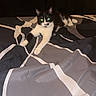 cat, black_and_white, bed, comforter, indoor, animal, pet, feline, resting, patterned_bedding, lying_down, eyes_glowing, flash, dark_background, domestic_animal, cute, relaxed, fur, whiskers, paws