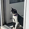 cat, black_and_white, collar, door, glass_door, sunlight, indoor, alert, pet, animal, feline, curious, standing, shadow, floor, tile, reflection, whiskers, paw, looking
