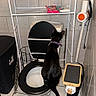 cat, toilet, bathroom, shelf, floor_mat, toilet_paper_holder, black_cat, purple_collar, tile_wall, toilet_seat, cleaning_supplies, laundry_basket, pet, curious, indoor, bathroom_accessories, pet_behavior, feline, household, humor