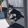 cat, black_and_white, indoor, plant, potted_plant, tile_floor, sunlight, shadow, relaxed, pet, animal, collar, green_plant, floor, domestic_cat, houseplant, resting, quiet, window_light, calm