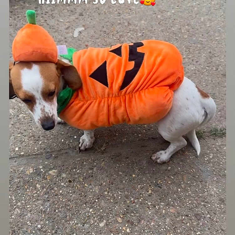Max is registered to the contest to win money with this photo: animal, ball, beagle, canine, chihuahua, clothing, coat, dog, face, head, hound, jacket, lifejacket, person, pet, photography, sport, tennis, tennisball, vest