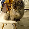Minette a rejoint le concours — aidez-le/la à gagner de superbes lots ! cat, fluffy, long_hair, persian_cat, gray, brown, cream, sitting, chair, indoor, home, tiled_floor, furniture, yellow_jacket, portrait, pet, animal, grumpy, whiskers, eyes