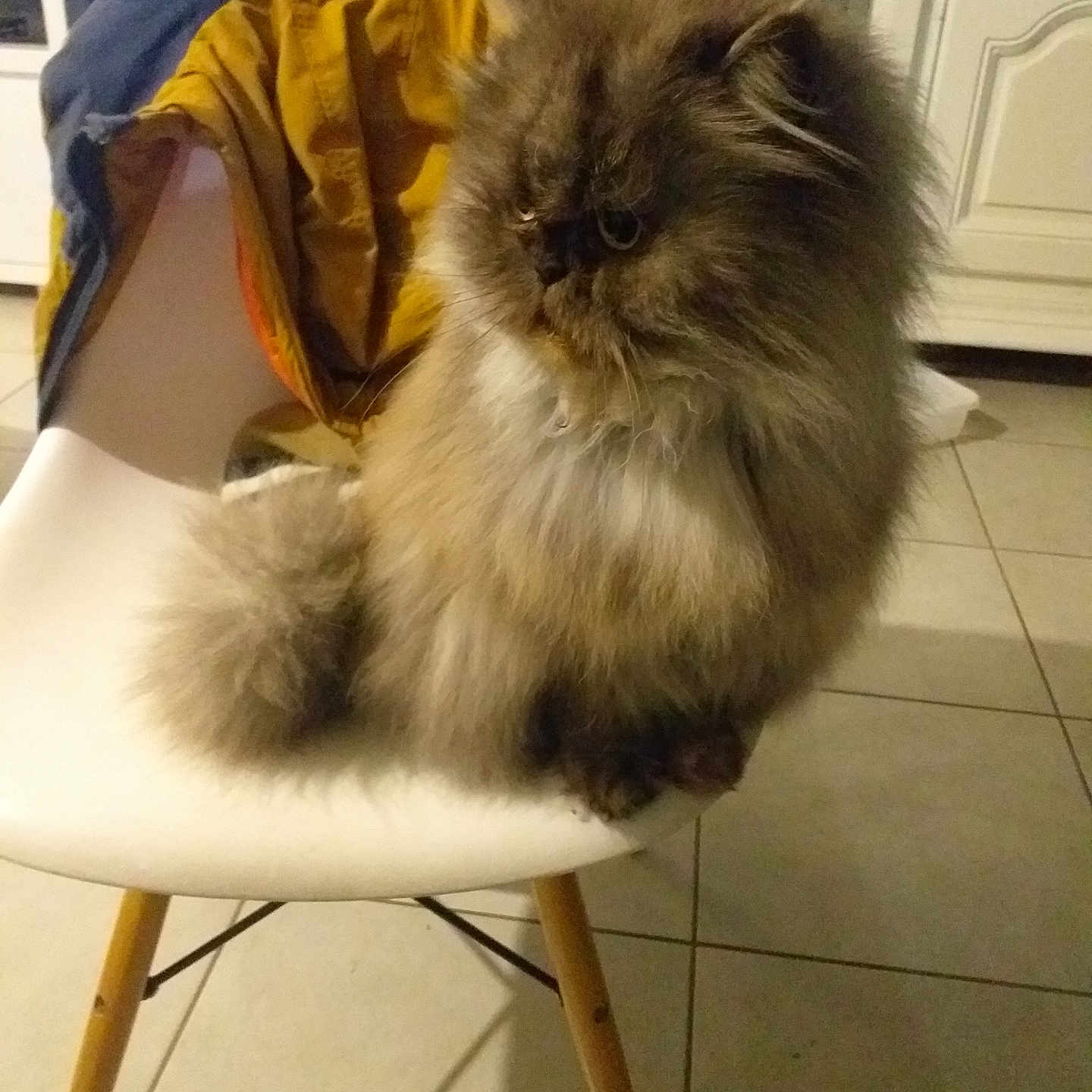 Minette