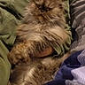 Minette participe au concours pour gagner de l'argent avec cette photo : cat, persian_cat, fluffy, long_hair, brown_fur, pet, animal, face, eyes, whiskers, ears, portrait, lying_down, relaxed, blanket, bed, indoors, cozy, grumpy_expression, closeup