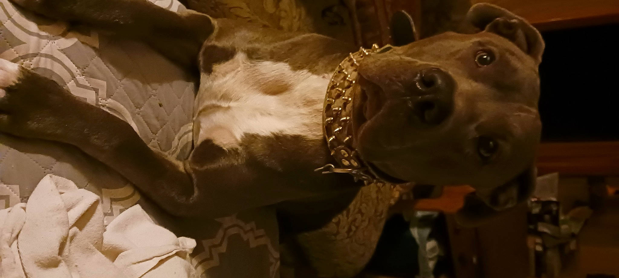 Dusty is registered to the contest to win money with this photo: art, artifact, bronze, bronze_sculpture, carnivore, carving, chest, dog, dog_breed, fawn, fish, fur, jaw, metal, sculpture, snout, terrestrial_animal, whiskers, wood, working_animal