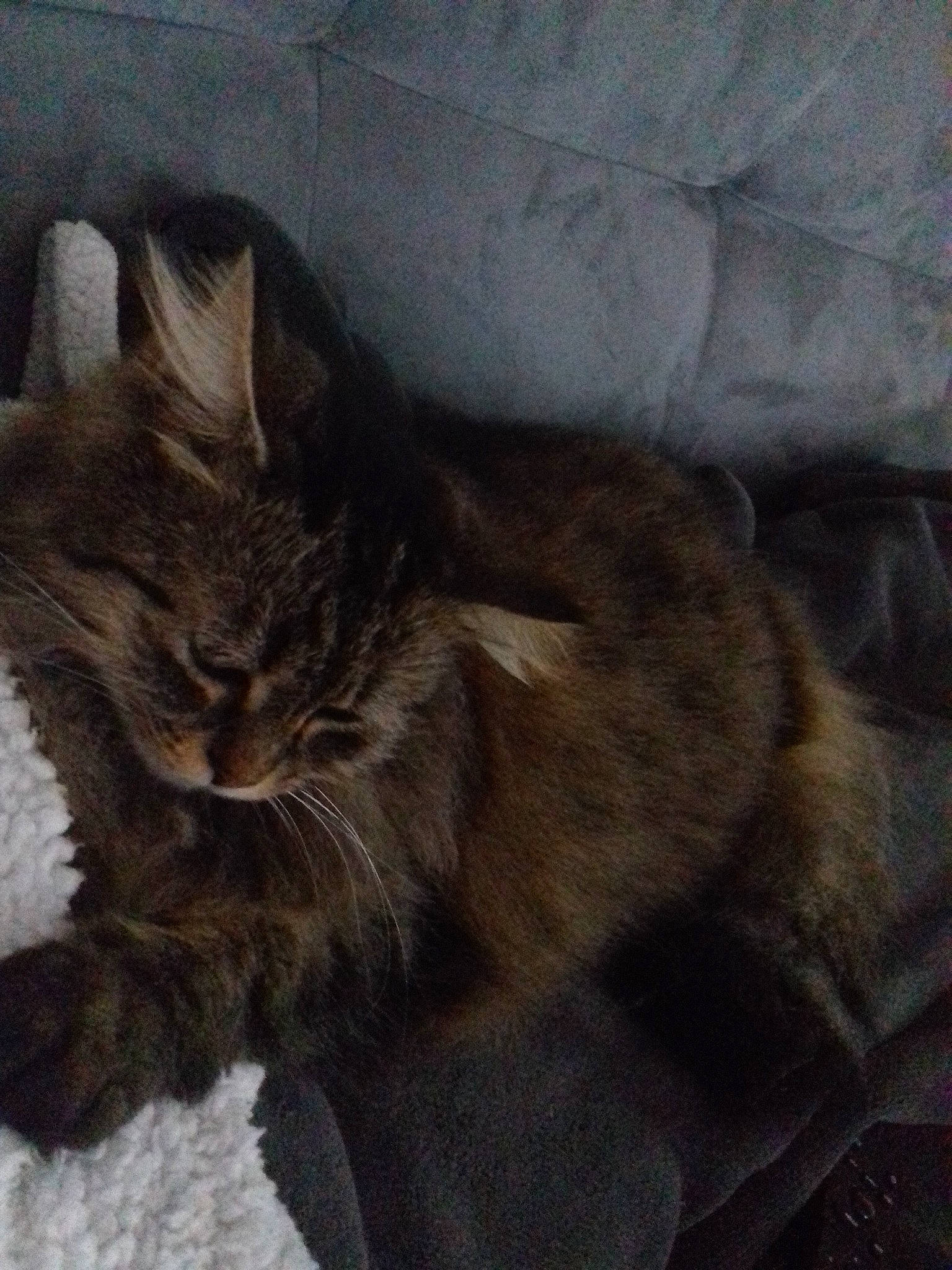 Griotte participe au concours pour gagner de l'argent avec cette photo : asian, carnivore, cat, domestic_long_haired_cat, domestic_short_haired_cat, european_shorthair, fawn, felidae, fur, kitten, maine_coon, mammal, norwegian_forest_cat, small_to_medium_sized_cats, tabby_cat, tail, whiskers