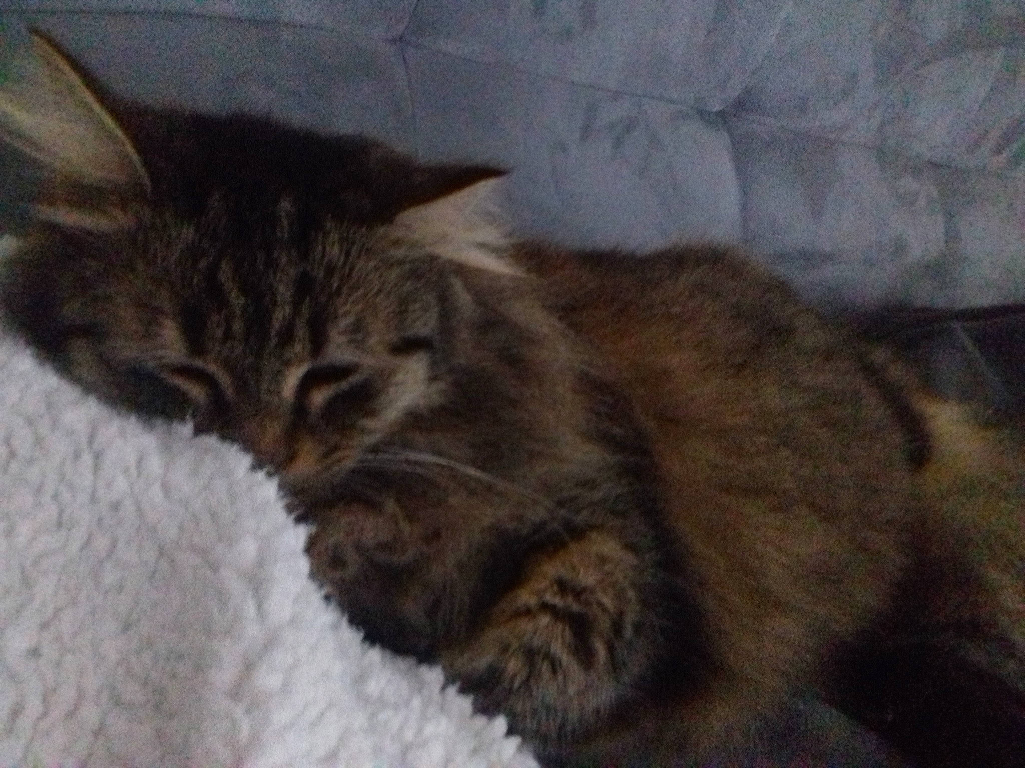 Griotte a rejoint le concours — aidez-le/la à gagner de superbes lots ! asian, british_semi_longhair, carnivore, cat, domestic_long_haired_cat, domestic_short_haired_cat, dragon_li, european_shorthair, fawn, felidae, fur, kitten, maine_coon, mammal, norwegian_forest_cat, pixie_bob, small_to_medium_sized_cats, tabby_cat, vertebrate, whiskers