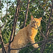Mytu participe au concours pour gagner de l'argent avec cette photo : alert, animal, branches, cat, climbing, collar, curious, daytime, eyes, fur, ginger_cat, green_leaves, mammal, nature, outdoor, pet, sunlight, tree, whiskers, wildlife
