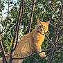 alert, animal, branches, cat, climbing, collar, curious, daytime, eyes, fur, ginger_cat, green_leaves, mammal, nature, outdoor, pet, sunlight, tree, whiskers, wildlife