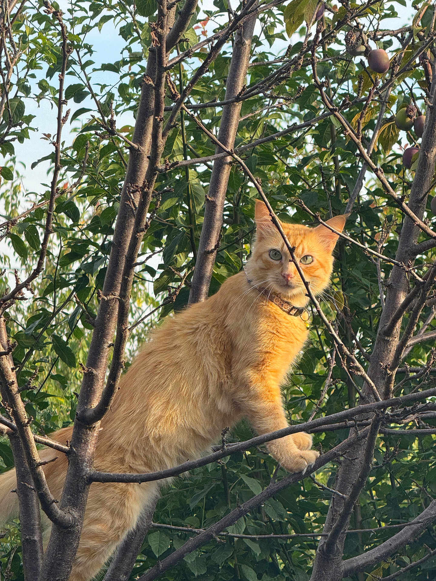 Mytu participe au concours pour gagner de l'argent avec cette photo : alert, animal, branches, cat, climbing, collar, curious, daytime, eyes, fur, ginger_cat, green_leaves, mammal, nature, outdoor, pet, sunlight, tree, whiskers, wildlife