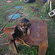 Sophie is registered to the contest to win money with this photo: animal, blur, cute, dog, domestic_animal, grass, greenery, metal, nature, old, outdoor, pet, playful, puppy, rust, rusty_table, small, tire, yard, young