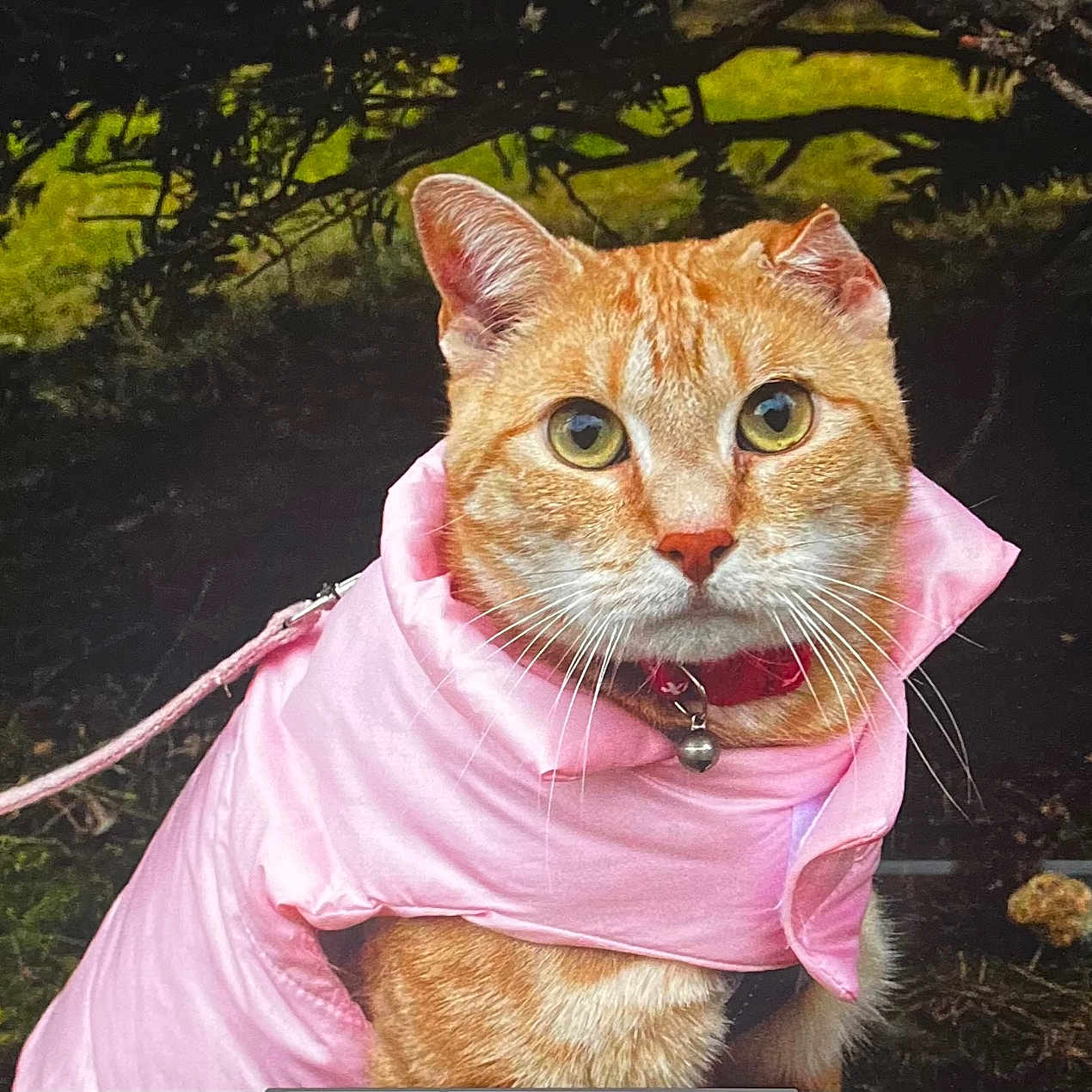 Solstice is registered to the contest to win money with this photo: animal, canine, cat, clothing, coat, dog, face, grass, head, land, nature, outdoors, person, pet, photography, plant, portrait, tree, vegetation, woodland