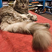 Océane a rejoint le concours — aidez-le/la à gagner de superbes lots ! cat, fluffy, tongue_out, red_surface, bookshelf, books, indoor, cozy, furniture, pet, animal, blurred_background, closeup, relaxed, tabby, mammal, sitting, long_tail, home, interior