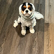 Lady joined the competition — help win amazing prizes! dog, cavalier_king_charles_spaniel, pet, hood, floor, wooden_floor, indoor, cute, small_dog, sitting, fur, white, black, brown, animal, companion, domestic_animal, looking_up, adorable, portrait
