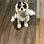 dog, cavalier_king_charles_spaniel, pet, hood, floor, wooden_floor, indoor, cute, small_dog, sitting, fur, white, black, brown, animal, companion, domestic_animal, looking_up, adorable, portrait
