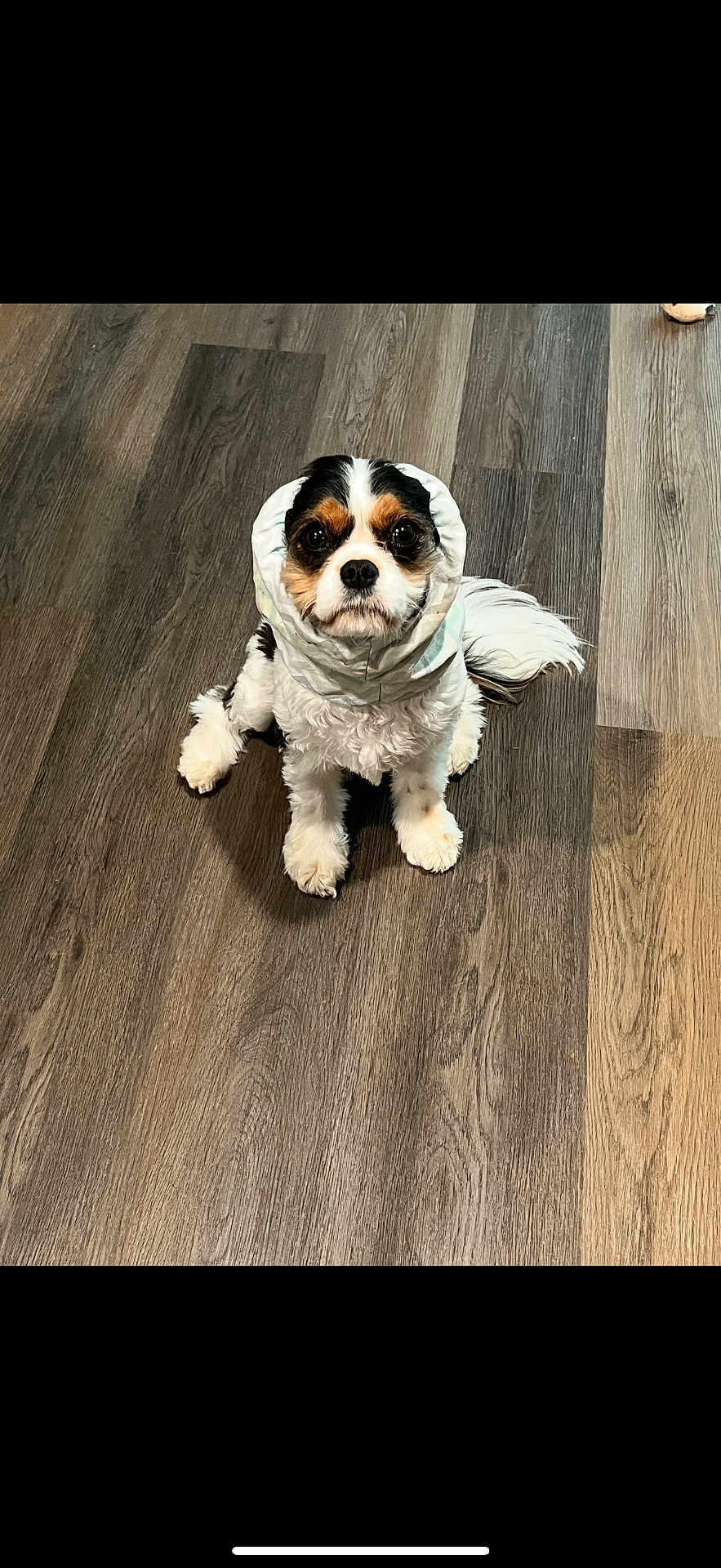 Lady
