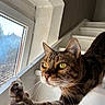 cat, tabby_cat, pet, animal, feline, whiskers, green_eyes, pointed_ears, striped_fur, paw, portrait, close_up, window, indoors, sunlight, relaxed, lying_down, white_windowsill, brown_fur, photography