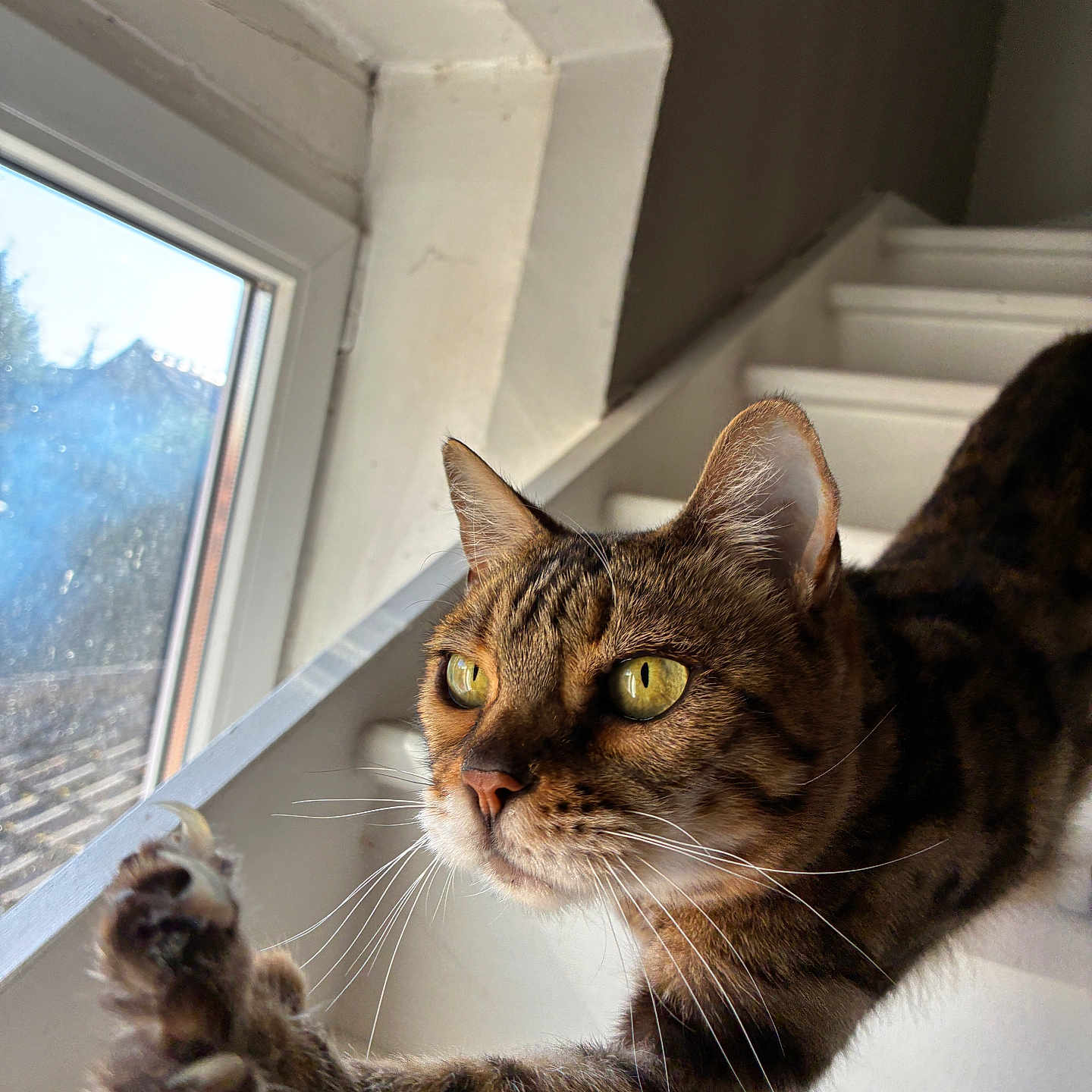 Naya a rejoint le concours — aidez-le/la à gagner de superbes lots ! cat, tabby_cat, pet, animal, feline, whiskers, green_eyes, pointed_ears, striped_fur, paw, portrait, close_up, window, indoors, sunlight, relaxed, lying_down, white_windowsill, brown_fur, photography