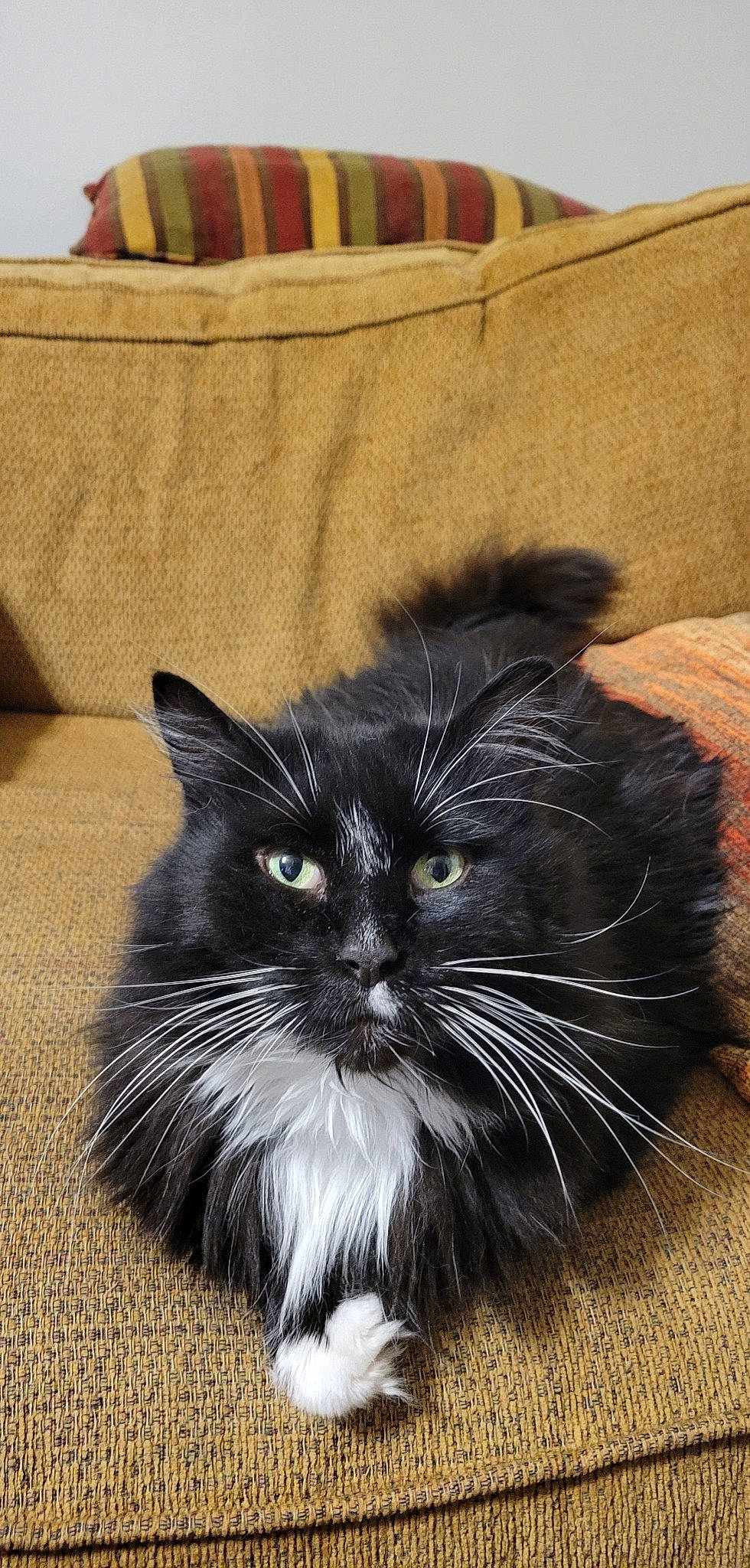 Luna is registered to the contest to win money with this photo: carnivore, cat, felidae, fur, grey, paw, small_to_medium_sized_cats, snout, tail, terrestrial_animal, whiskers