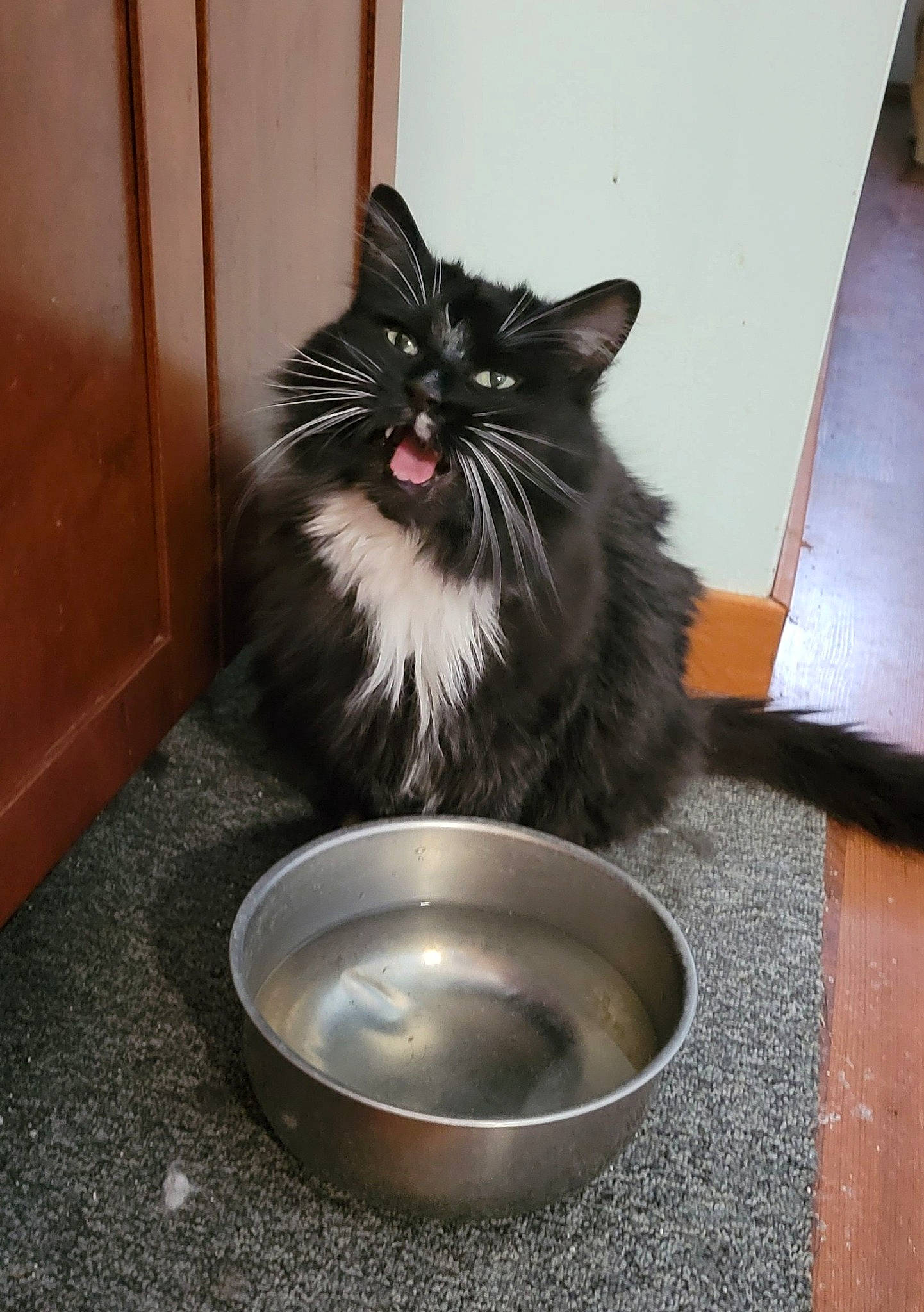 Luna joined the competition — help win amazing prizes! carnivore, cat, cat_supply, door, felidae, flooring, fur, grey, serveware, small_to_medium_sized_cats, snout, tail, whiskers