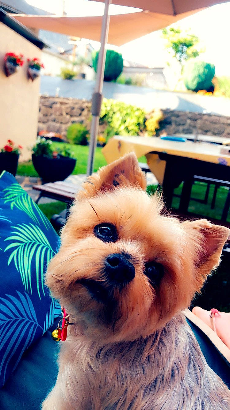 Doucette participe au concours pour gagner de l'argent avec cette photo : australian_terrier, cairn_terrier, canidae, carnivore, companion_dog, dog, dog_breed, maltepoo, mammal, morkie, norfolk_terrier, norwich_terrier, puppy, rare_breed_dog, shih_tzu, small_terrier, snout, terrier, toy_dog, yorkshire_terrier